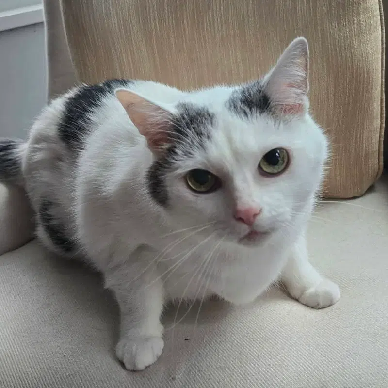 Kitty, a senior female cat up for adoption