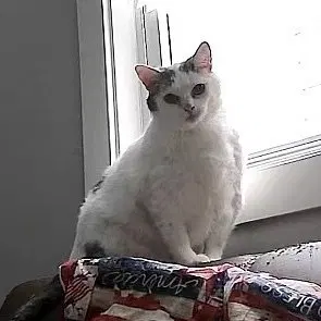 Kitty, photo 2