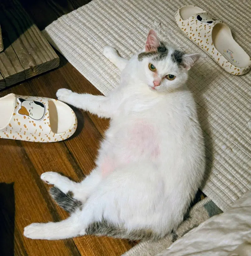 Kitty, photo 3