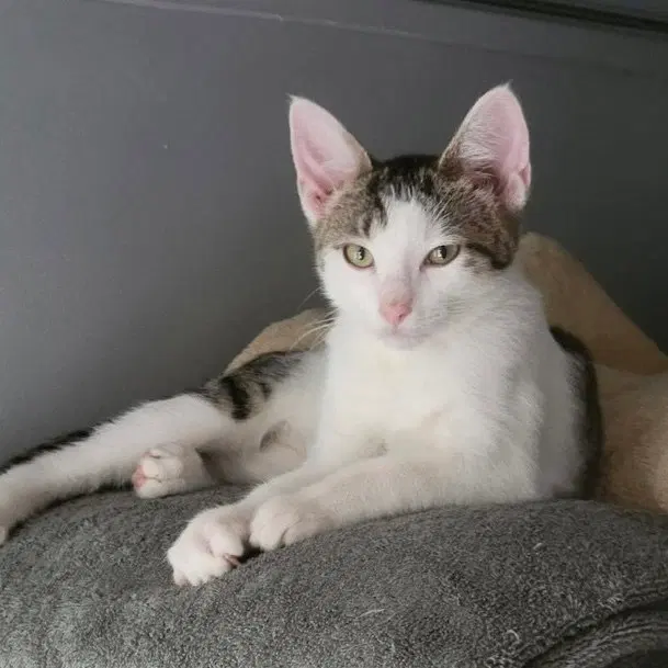 Bee, a female kitten up for adoption