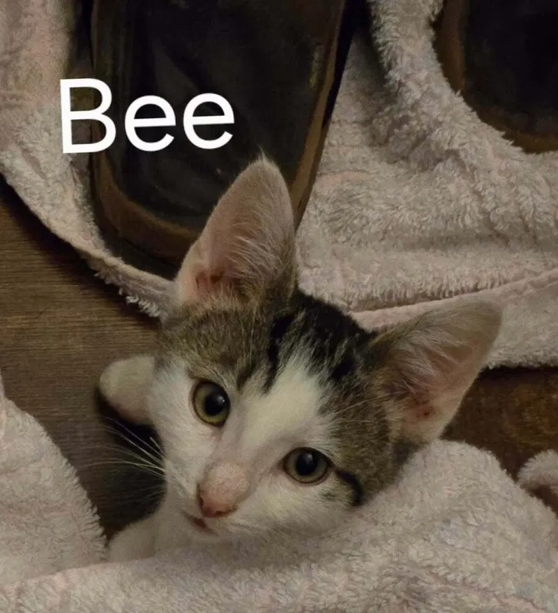 Bee, photo 3
