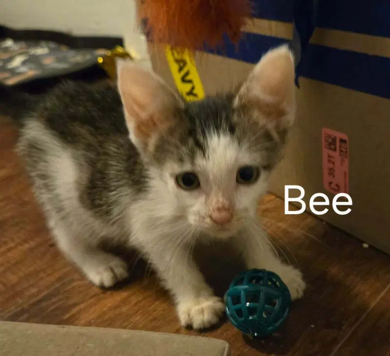 Bee, photo 4