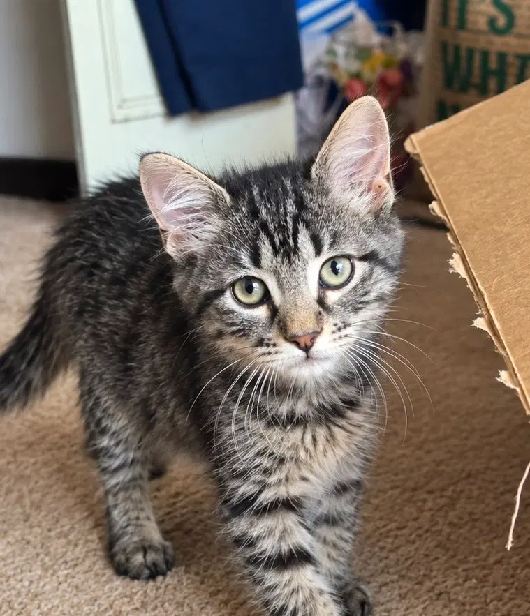 Marcus, a male kitten up for adoption