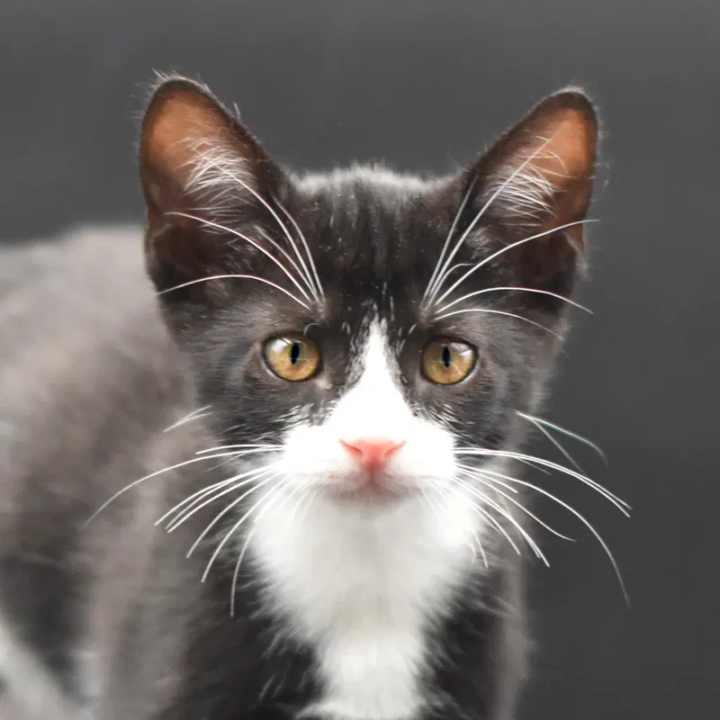 Monty, a male kitten up for adoption