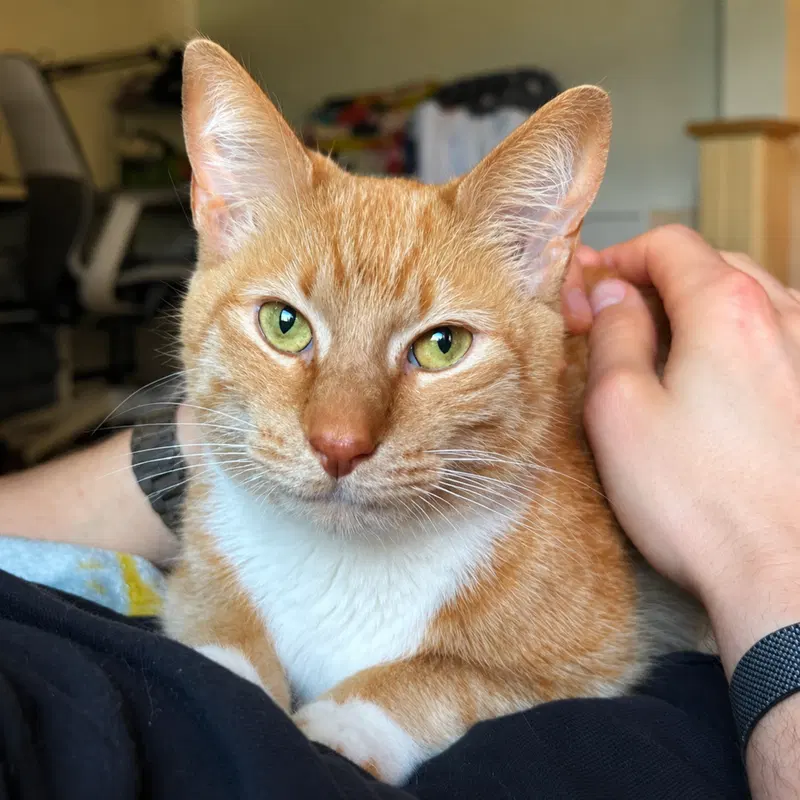 Coco, an adult female cat up for adoption