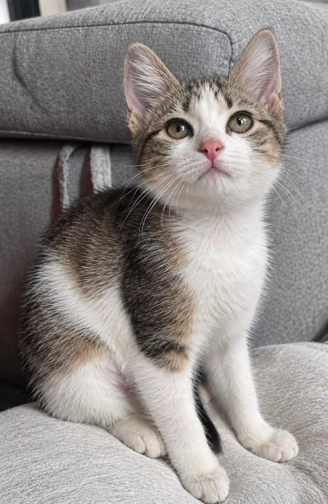 Loca, a female kitten up for adoption