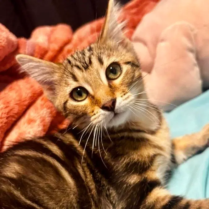 Big Boi, a male kitten up for adoption