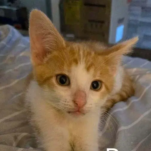 Bumble, a male kitten up for adoption