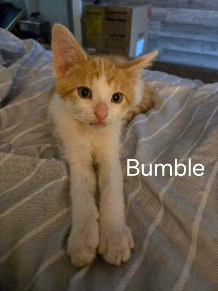 Bumble, photo 2