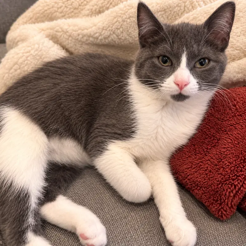 Knuckles, a male kitten up for adoption
