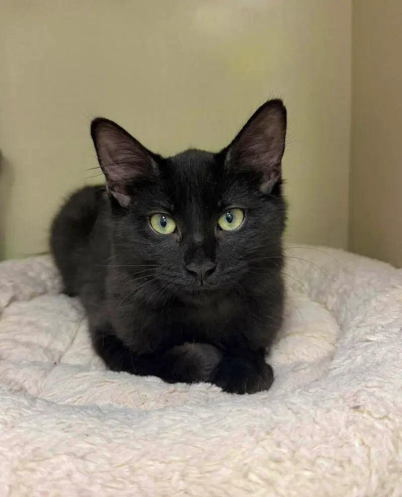 Murph, a male kitten up for adoption
