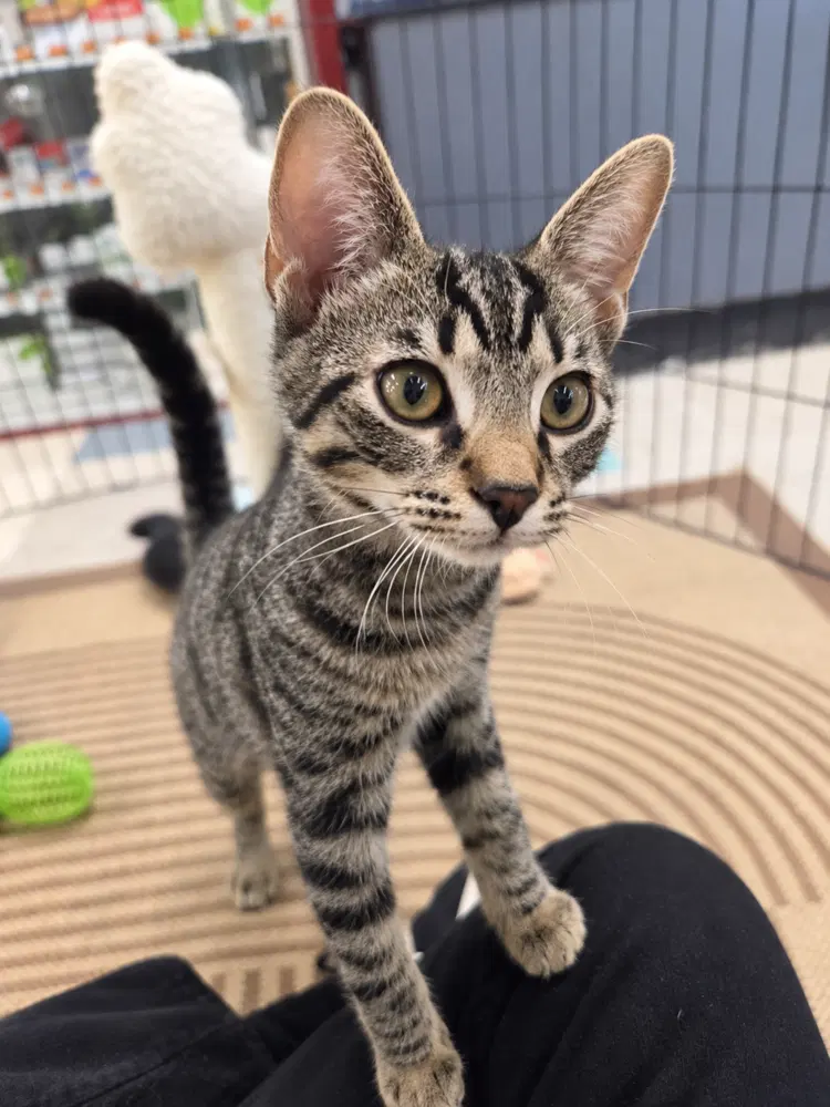 Skeeter, a male kitten up for adoption