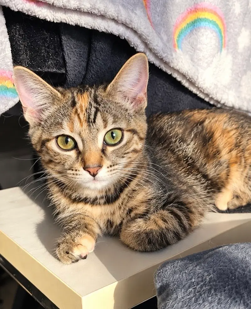 Peanut, a female kitten up for adoption
