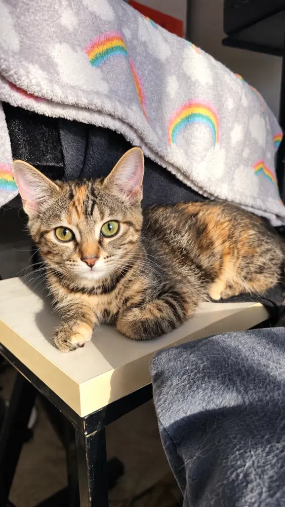 Peanut, photo 4