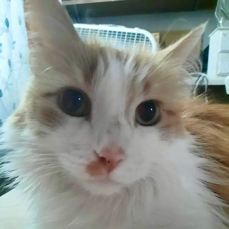 Knox, an adult male cat up for adoption