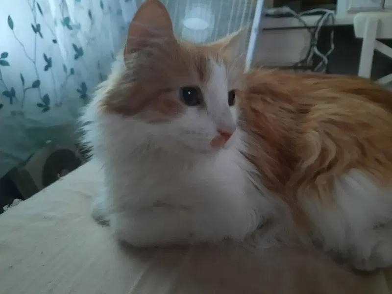Knox, photo 2