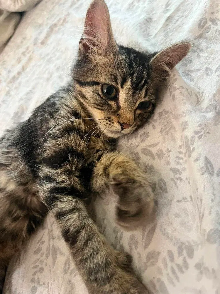 Seneca, a male kitten up for adoption