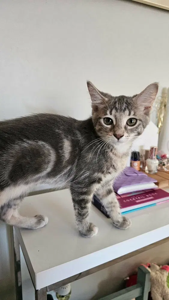 Mochi, photo 4