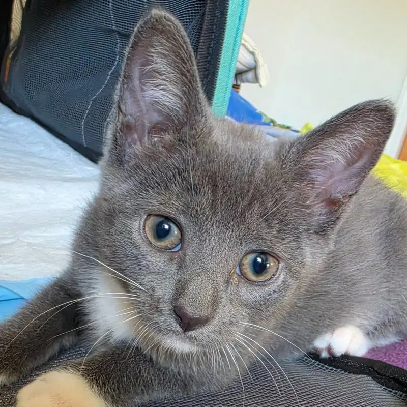 Cece, a female kitten up for adoption