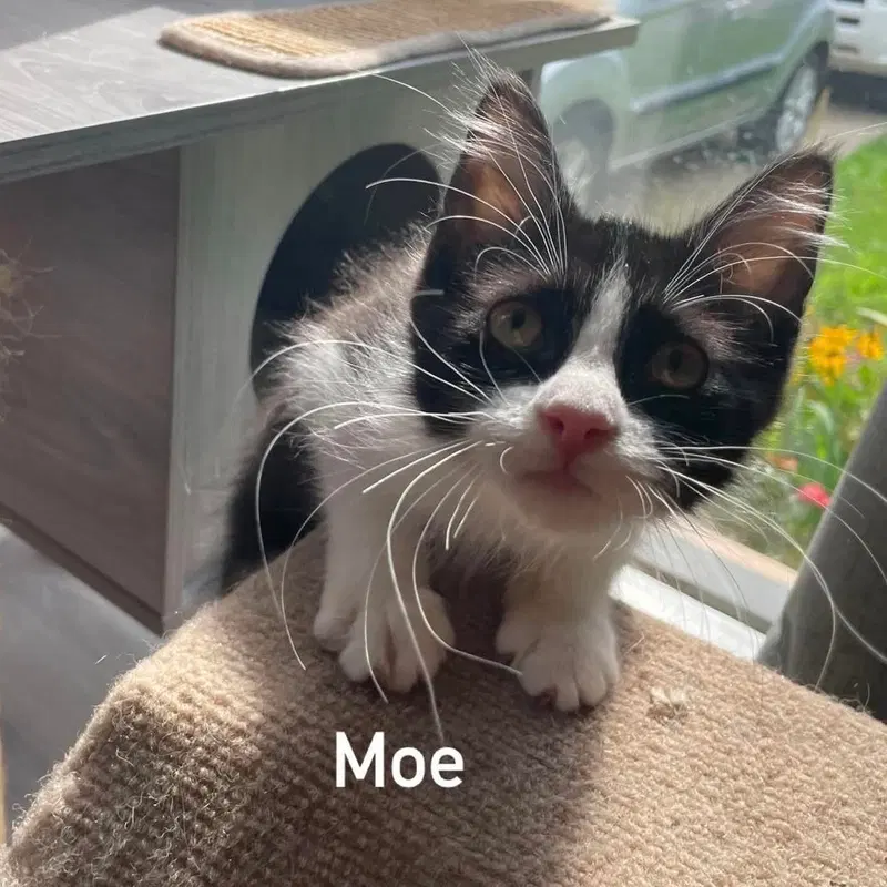 Moe, a male kitten up for adoption