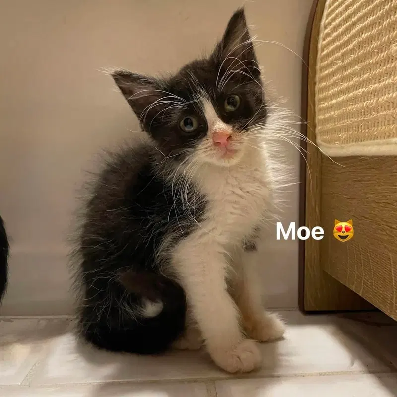 Moe, photo 4