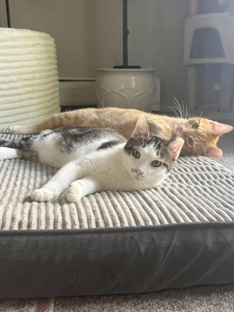 Rae, a female kitten up for adoption