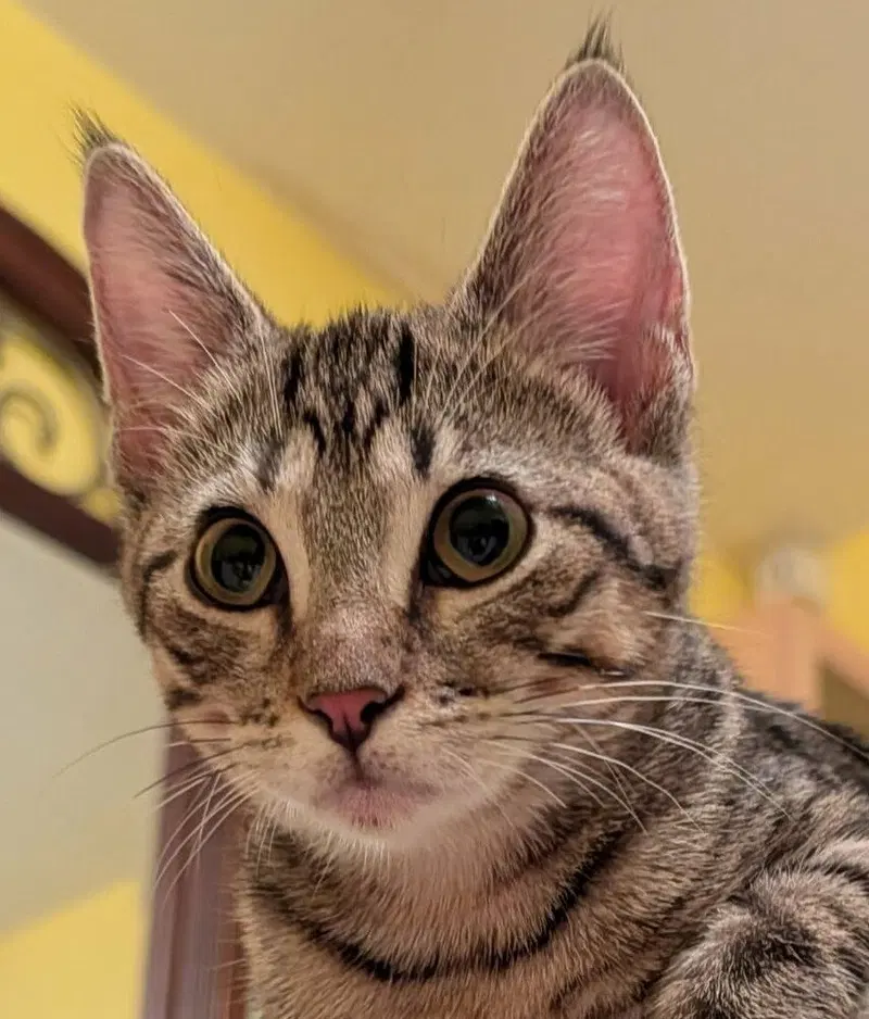 Iggy, a female kitten up for adoption