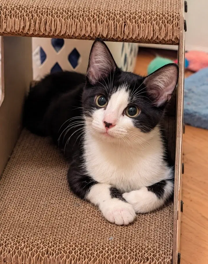 Guppy, a female kitten up for adoption