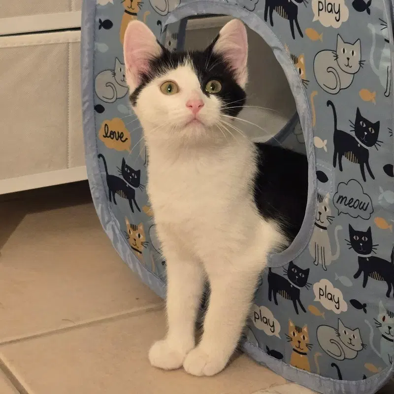 Cookies & Cream, female kittens up for adoption