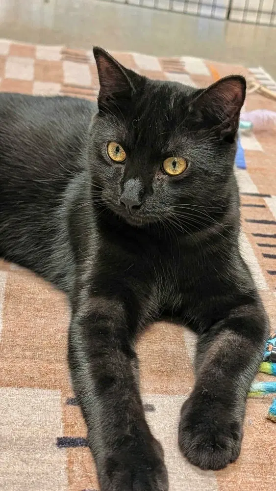 Wave, a male kitten up for adoption