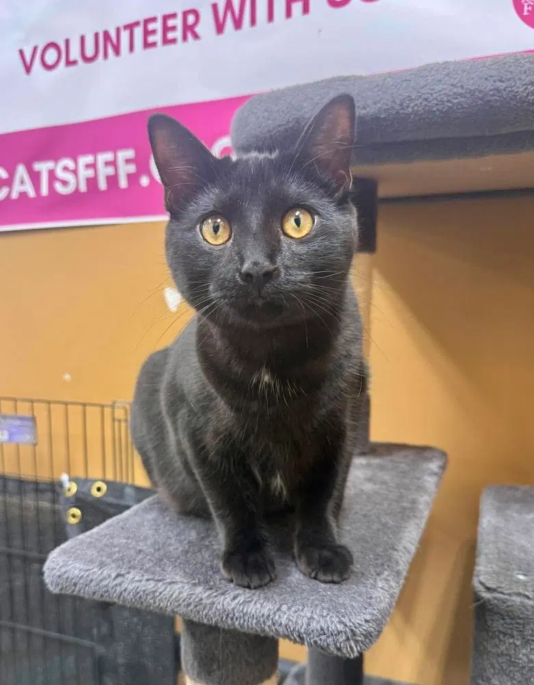 Pine, a male kitten up for adoption