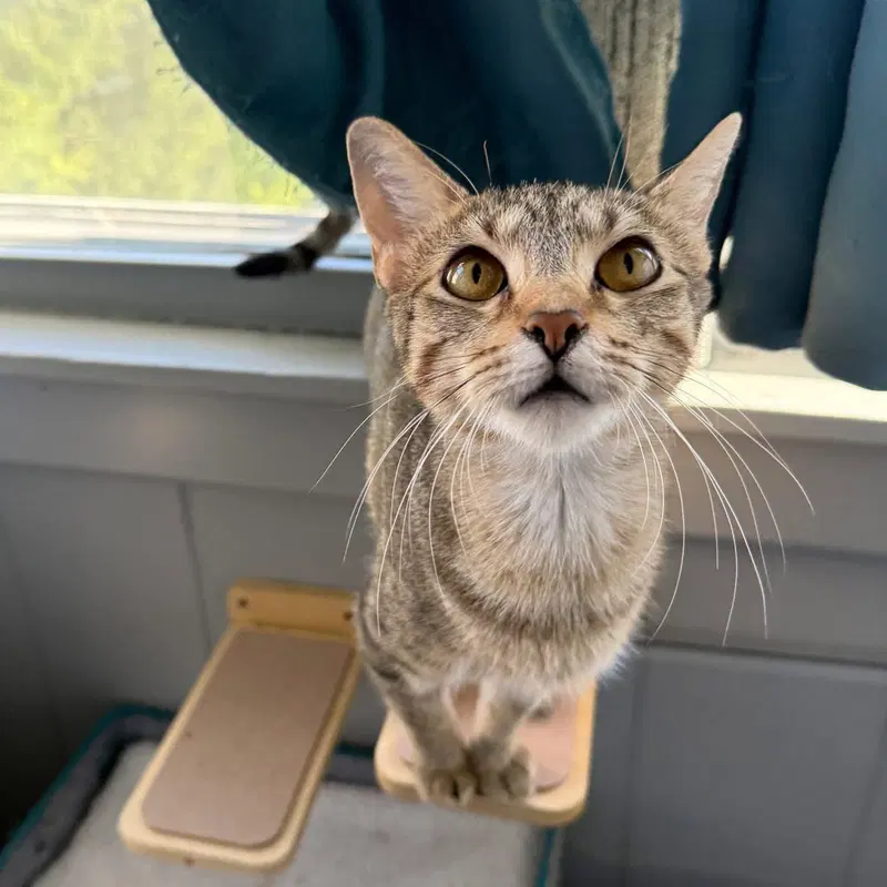 💗 Rivendell, a young female cat up for adoption