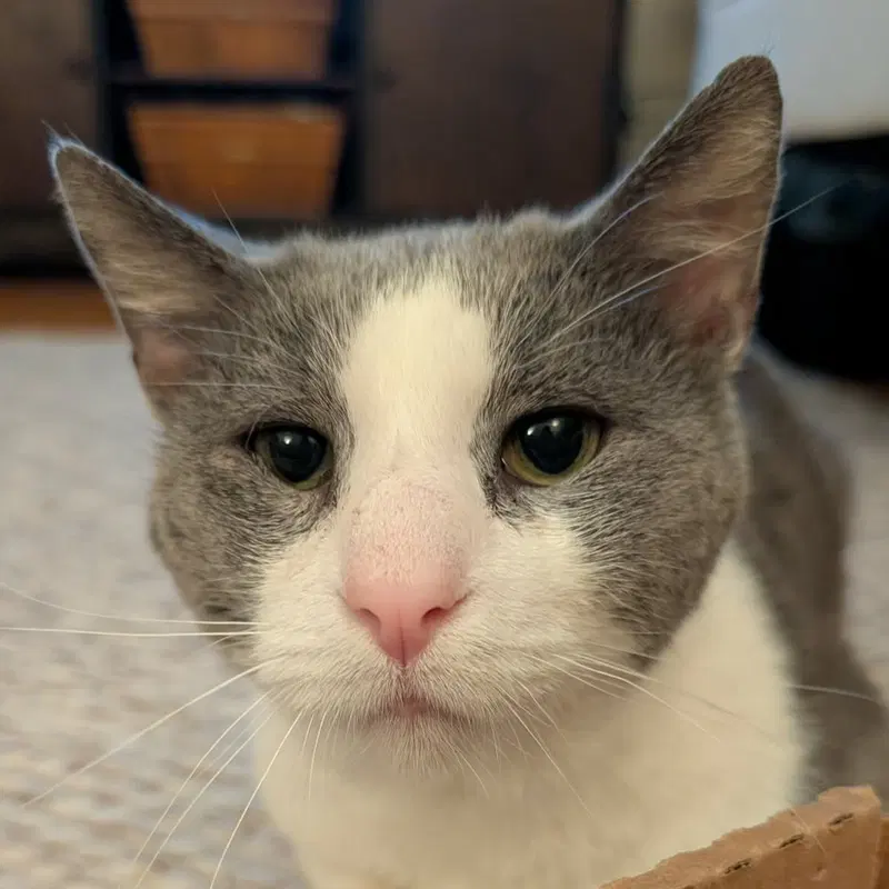 Horatio, an adult male cat up for adoption