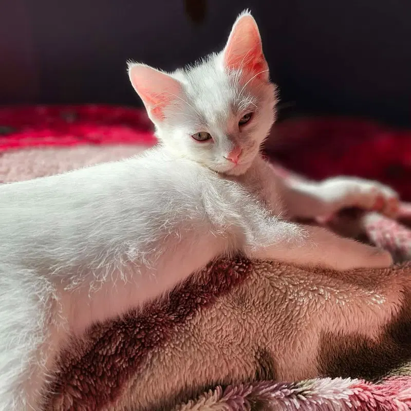 Squeak, a male kitten up for adoption