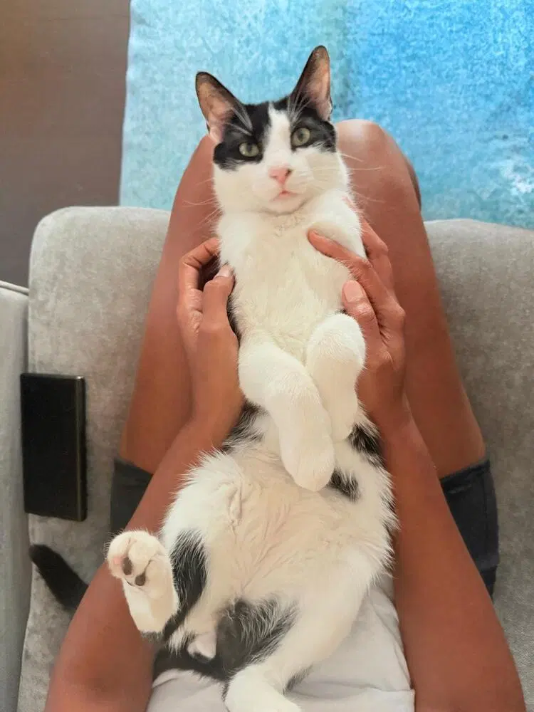 Romeow, a young male cat up for adoption