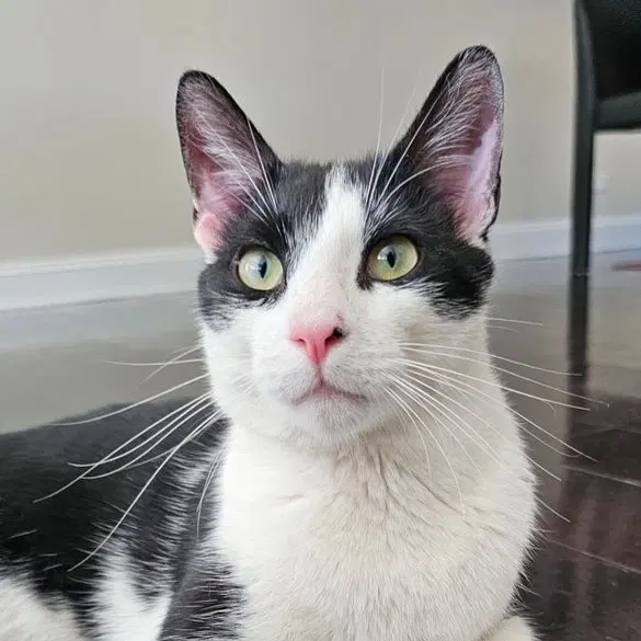 Romeow, photo 2