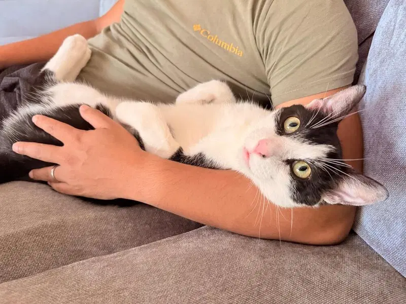 Romeow, photo 3