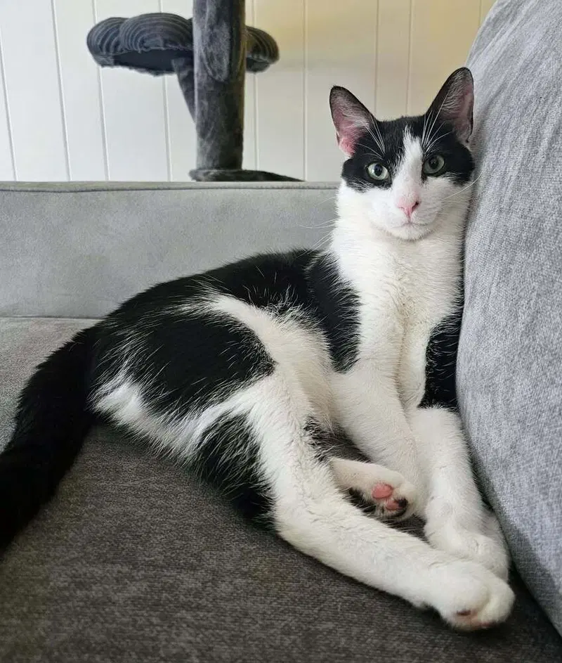Romeow, photo 4