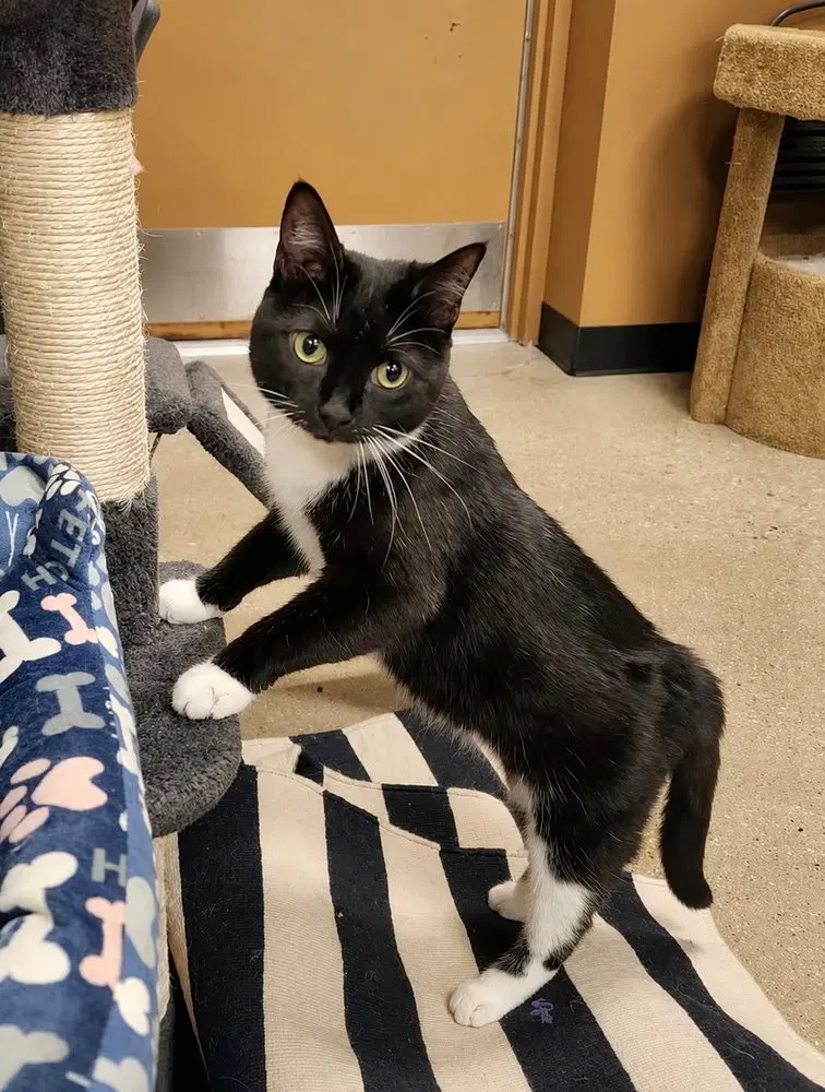 Opal, an adult female cat up for adoption