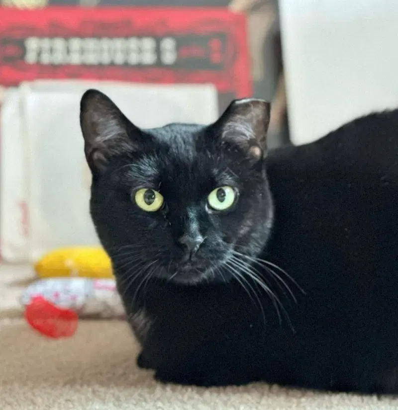 Sushi, an adult female cat up for adoption
