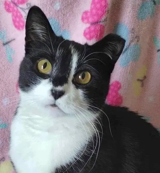 Pixie, an adult female cat up for adoption