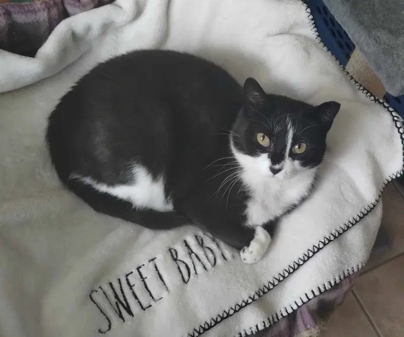 Pixie, photo 3