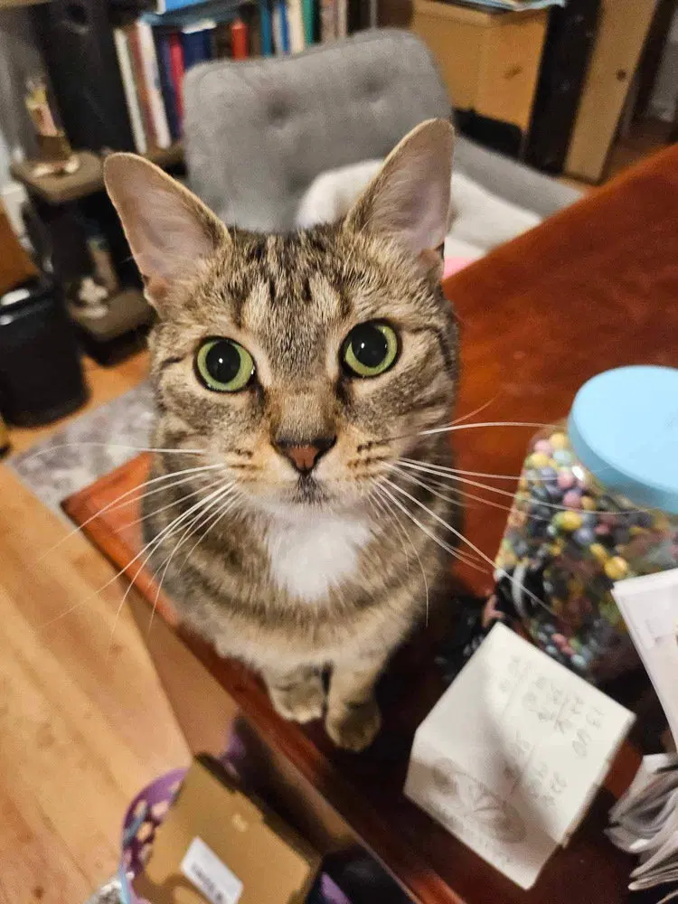 Iris, a young female cat up for adoption