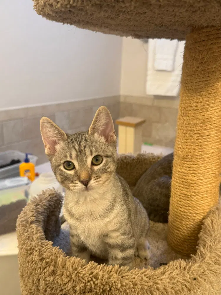 Shiney Hiney, a male kitten up for adoption