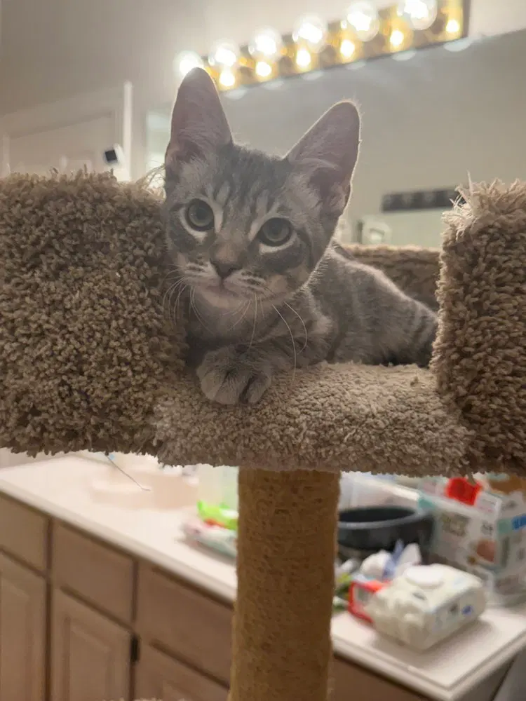 Buddy the Elf, a male kitten up for adoption