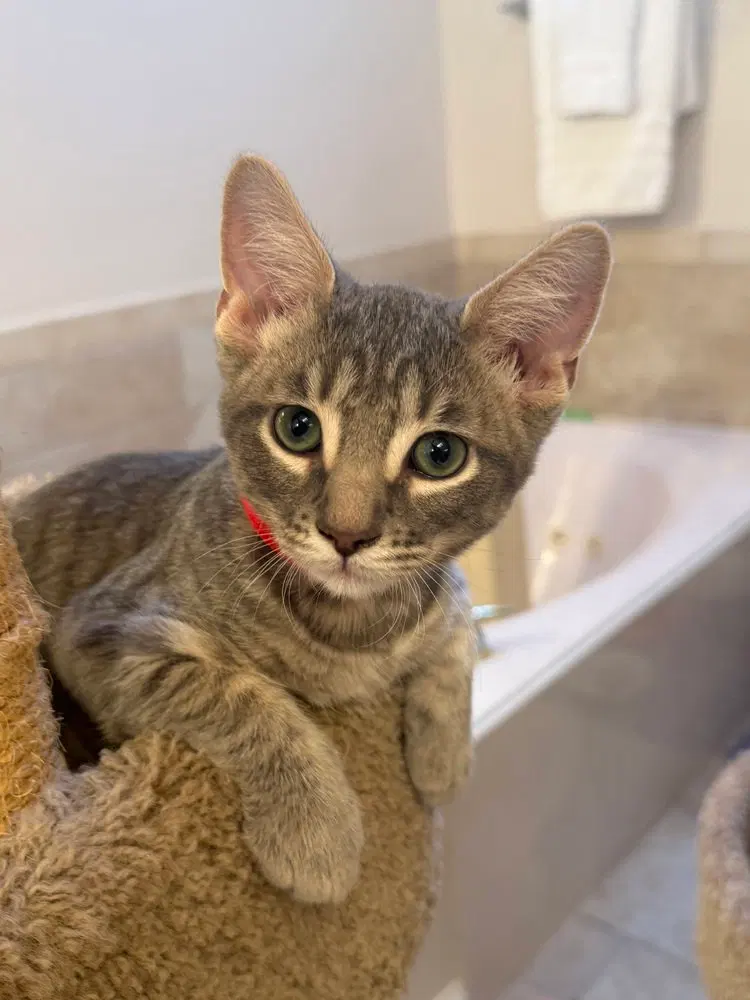 Bruce the Goose, a male kitten up for adoption