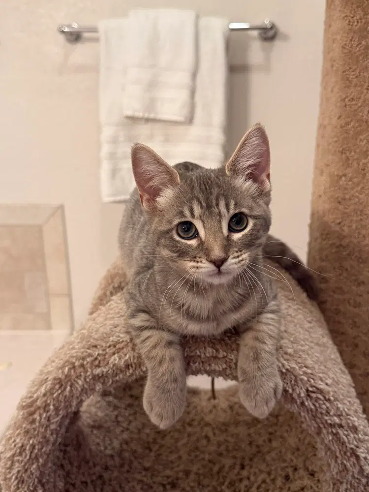 Shimmer, a male kitten up for adoption