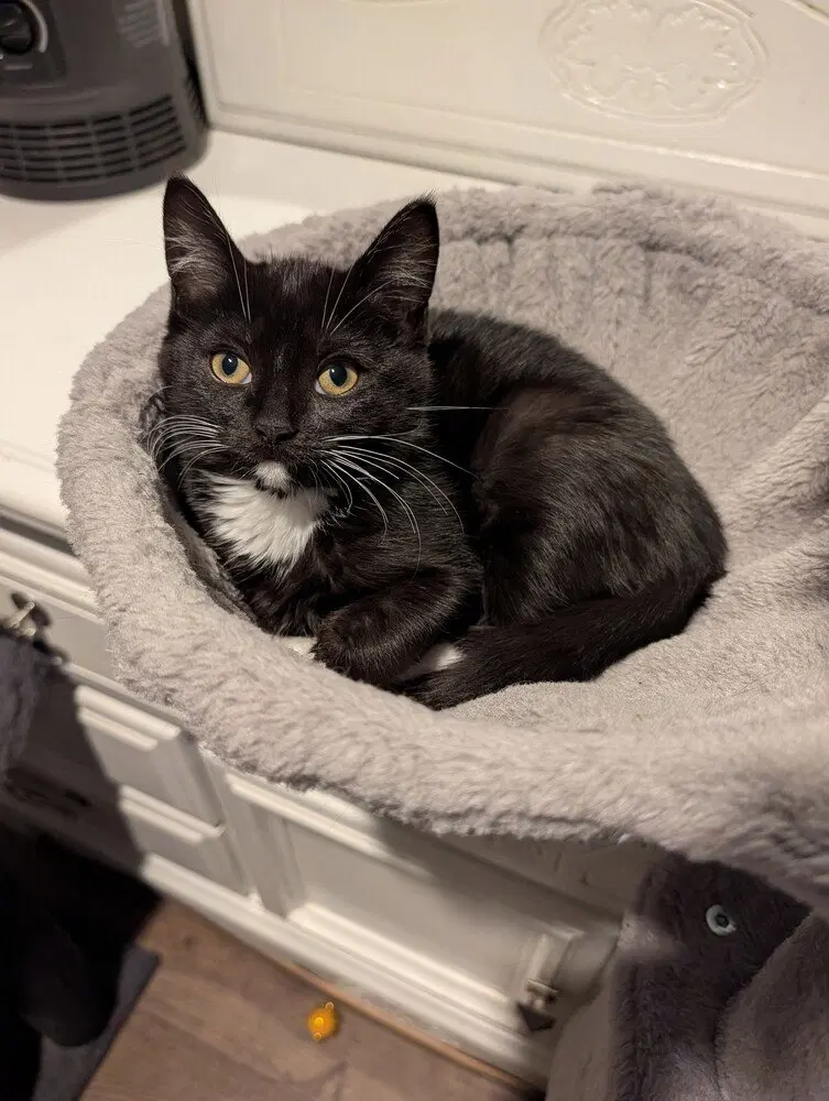 Confetti, a female kitten up for adoption