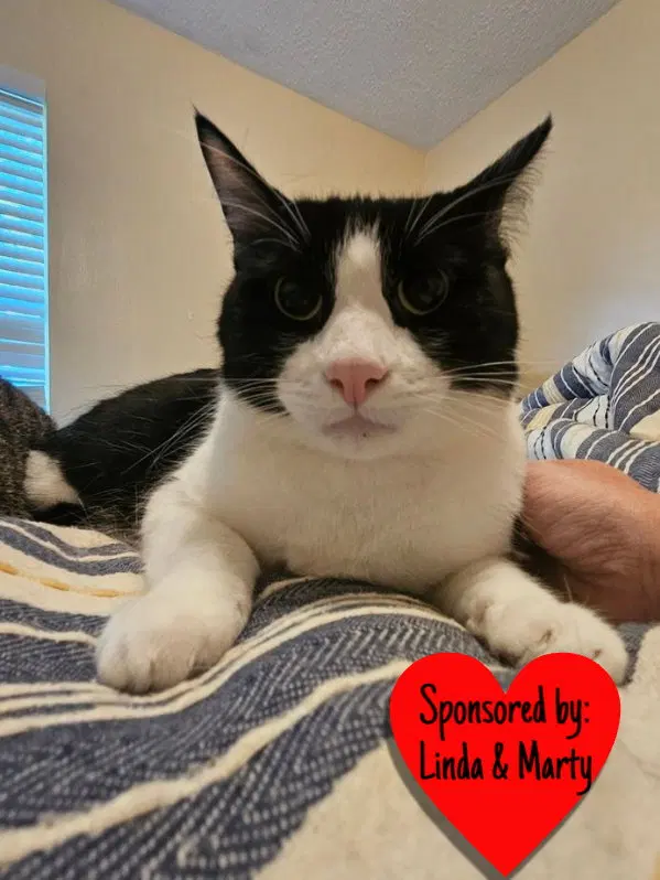 Tux, an adult male cat up for adoption