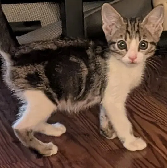 Chai, a male kitten up for adoption